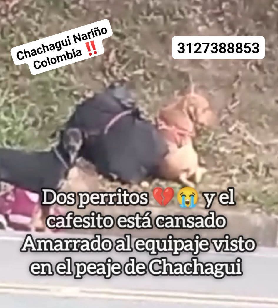 Hasta Cuándo ? Seguiremos permitiendo que los extranjeros ingresen al país con muchos animales en estado de salud crítica y con evidencia de Maltrato Animal  <a href="/MigracionCol/">Migración Colombia</a> <a href="/ICACOLOMBIA/">ICA Colombia</a> <a href="/andreanimalidad/">Andrea Padilla Villarraga 🪽🐾</a> <a href="/eravelasco/">Erick Velasco - Pacto Histórico</a>