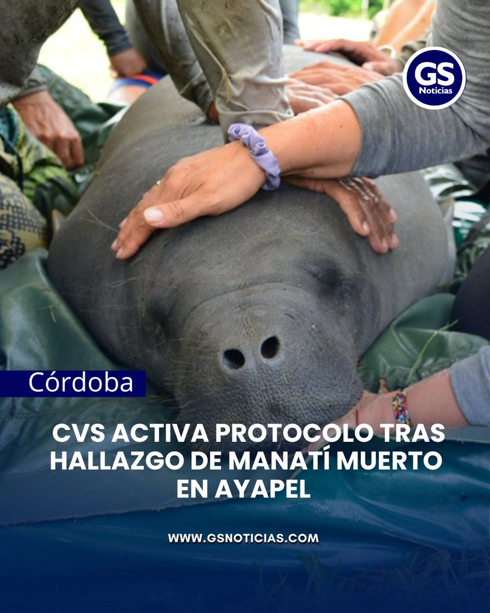 GSNoticiascol's tweet photo. #Córdoba La @CorporacionCVS  informó sobre la activación de un protocolo de atención tras el hallazgo de un manatí sin vida en la Ciénaga de Ayapel.

De acuerdo con el comunicado oficial, la entidad conoció el caso gracias al reporte de la comunidad, que alertó sobre la presencia del ejemplar de Trichechus manatus en el complejo de humedales. Ante esta situación, la CVS desplegó de manera inmediata un equipo técnico conformado por biólogos y médicos veterinarios, quienes se trasladarán a la zona para adelantar las investigaciones correspondientes.

Las acciones contemplan la inspección del lugar, la recolección de muestras para análisis, la evaluación del estado del hábitat y la articulación con autoridades locales y comunidades cercanas, con el fin de determinar las posibles causas de la muerte del animal.

La entidad recordó que la Ciénaga de Ayapel es un área protegida bajo la categoría de Distrito de Manejo Integrado (DMI) y cuenta con reconocimiento internacional como humedal Ramsar, lo que resalta su importancia ecológica. Asimismo, reiteró que el manatí es una especie en peligro de extinción, amparada por la legislación colombiana y acuerdos internacionales.

En ese sentido, la CVS hizo un llamado a la ciudadanía a no manipular el cuerpo del animal y a reportar cualquier situación similar a través de los canales oficiales, mientras avanzan las labores técnicas en el territorio.

Los resultados de la investigación serán dados a conocer oportunamente, según indicó la autoridad ambiental.

#GSNoticias
#dondeinformartieneforma