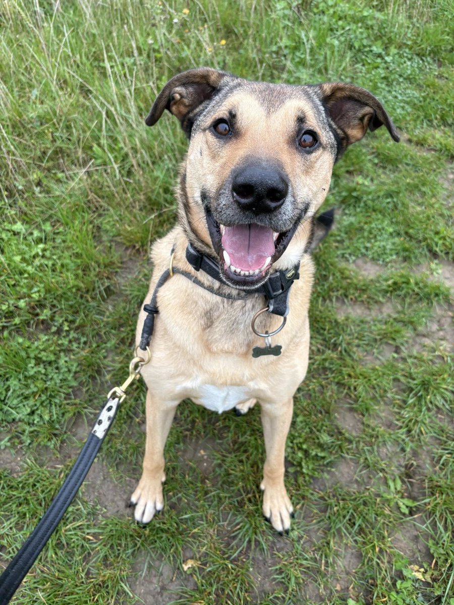 Flick has been at the kennels for 4 years. He is  now 5 years old
Flick is not the easiest of dogs as he is very fearful of new things. As he is getting older this is all calming down and he is desperate for his chance to prove himself
imminghamdogshome.org/form/
#Lincolnshire #Hull