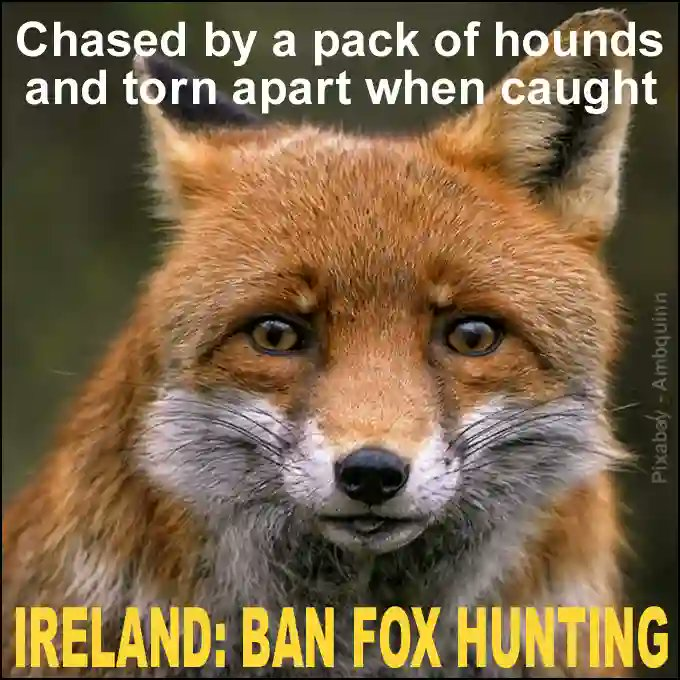 banbloodsports's tweet image. Join us in urging Fianna Fail to back a ban on fox hunting. Most people in Ireland - in both rural and urban areas - want this cruel bloodsport ended. @FiannaFailParty @MichealMartinTD #BanFoxHunting