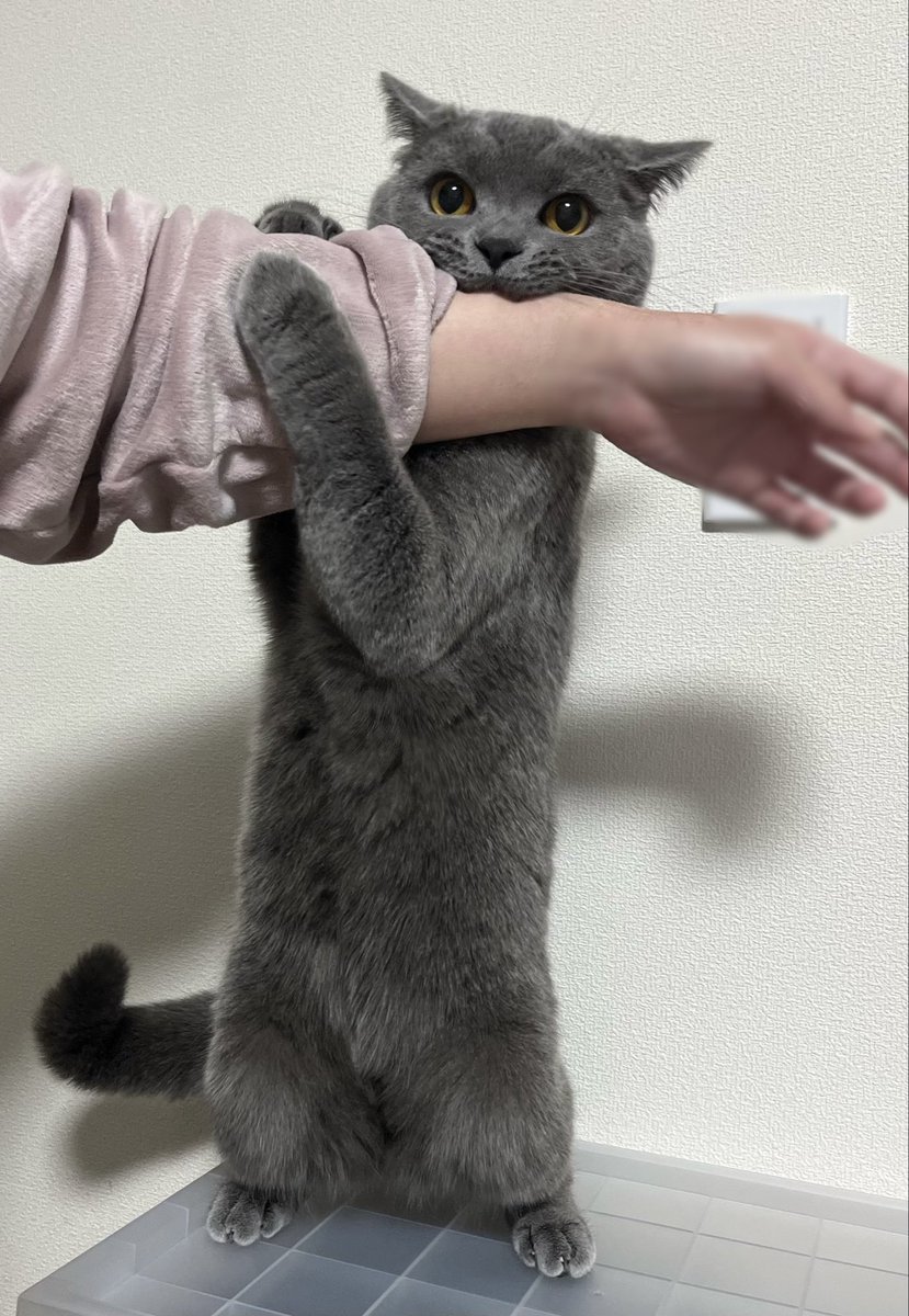 スーパープリティキャット tweet media