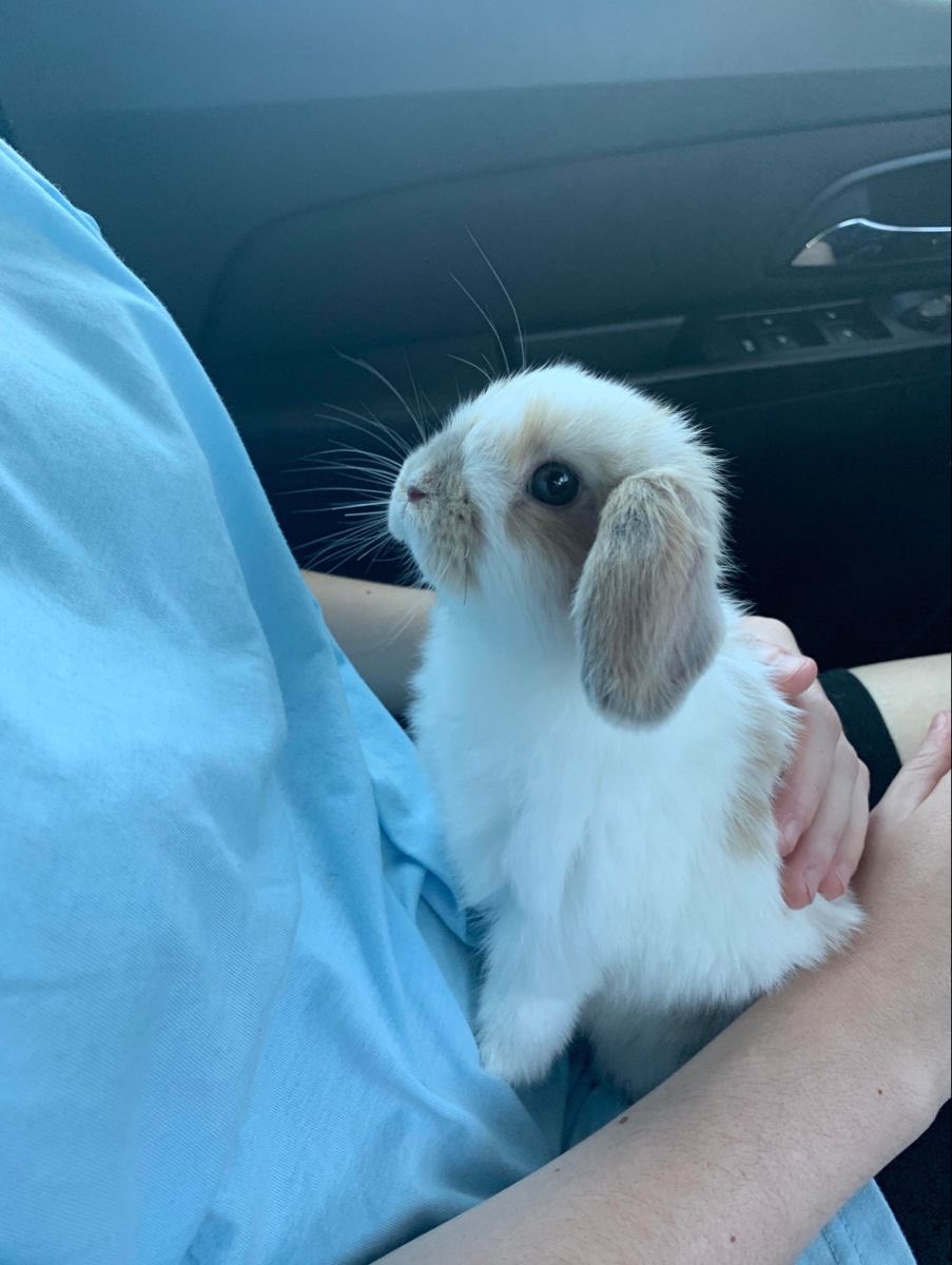Why you should have a rabbit tweet media