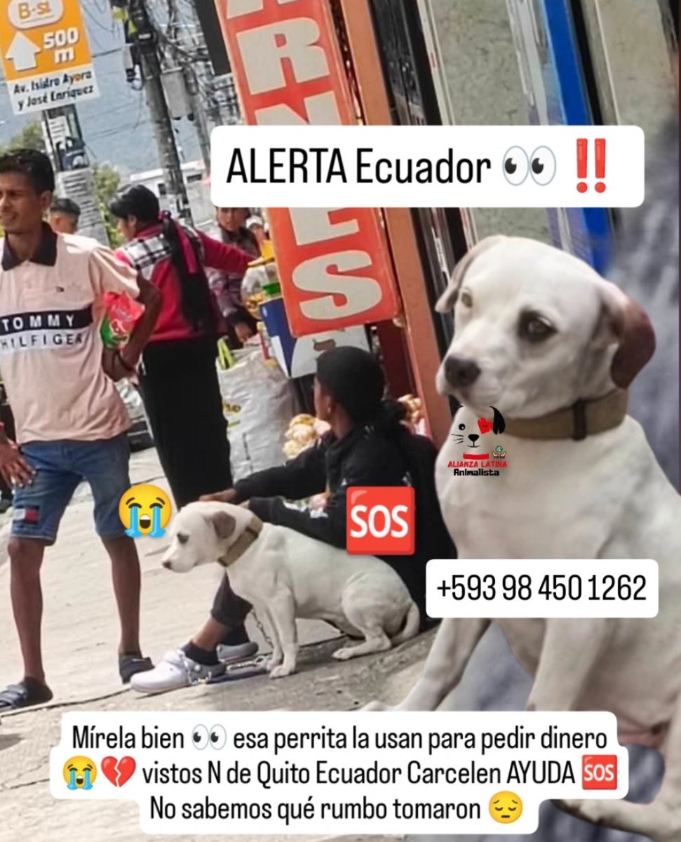 Alianza Latina Animalista tweet media