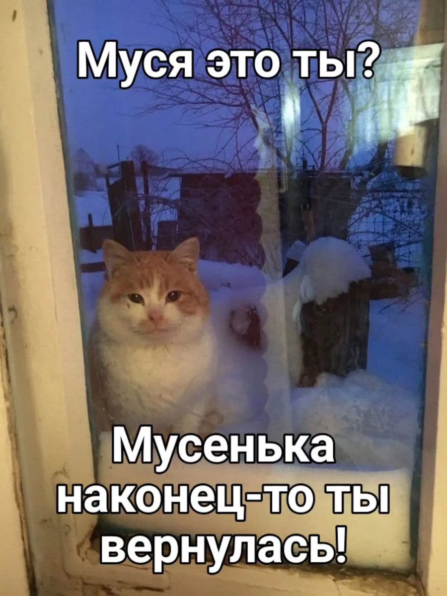 Кир просто Кир tweet media