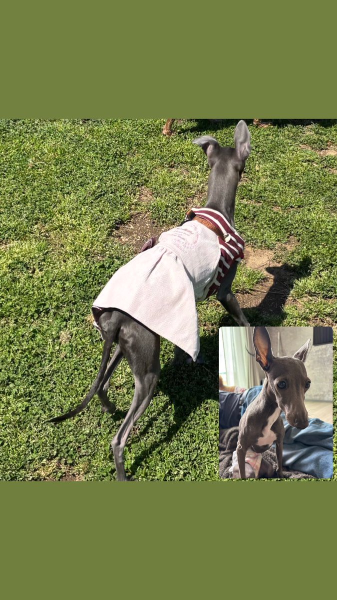 迷子犬 迷い犬 探してます tweet media