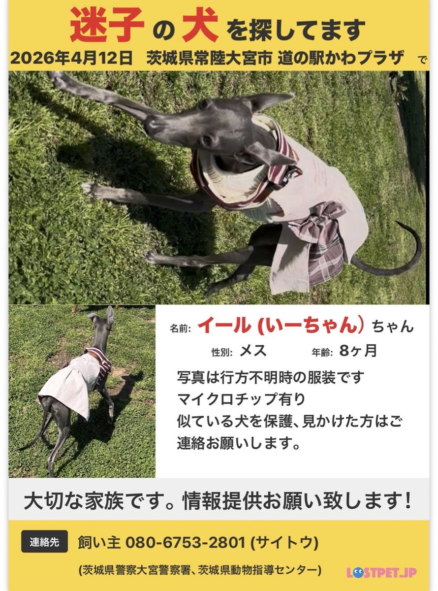 迷子犬 迷い犬 探してます tweet media
