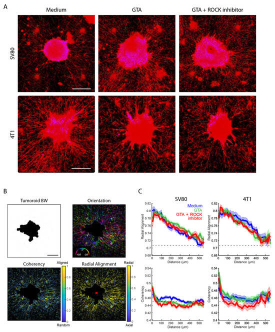 Organoids MDPI tweet media