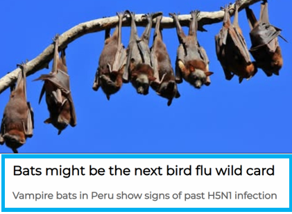 bennel62's tweet image. Some vampire #bats in #Peru are infected with #birdflu paulsnewsline.blogspot.com/2026/04/some-v…