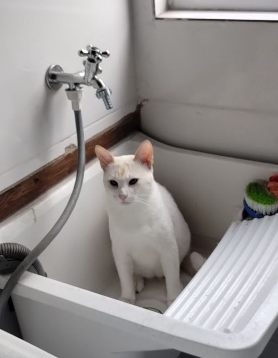 E.V.E.E 🌒 tweet media