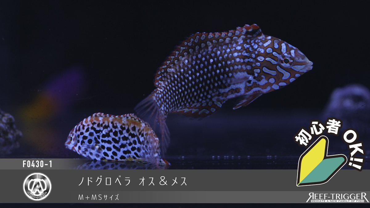 REEF-TRIGGER tweet media