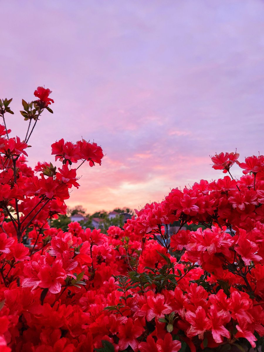 PinkmonTweets's tweet photo. April moments. Proof that I do go outside sometimes. 🌸 https://t.co/fZcOfVs6eL