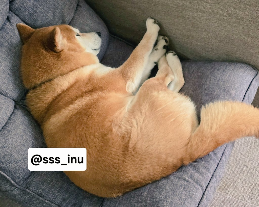 犬 tweet media