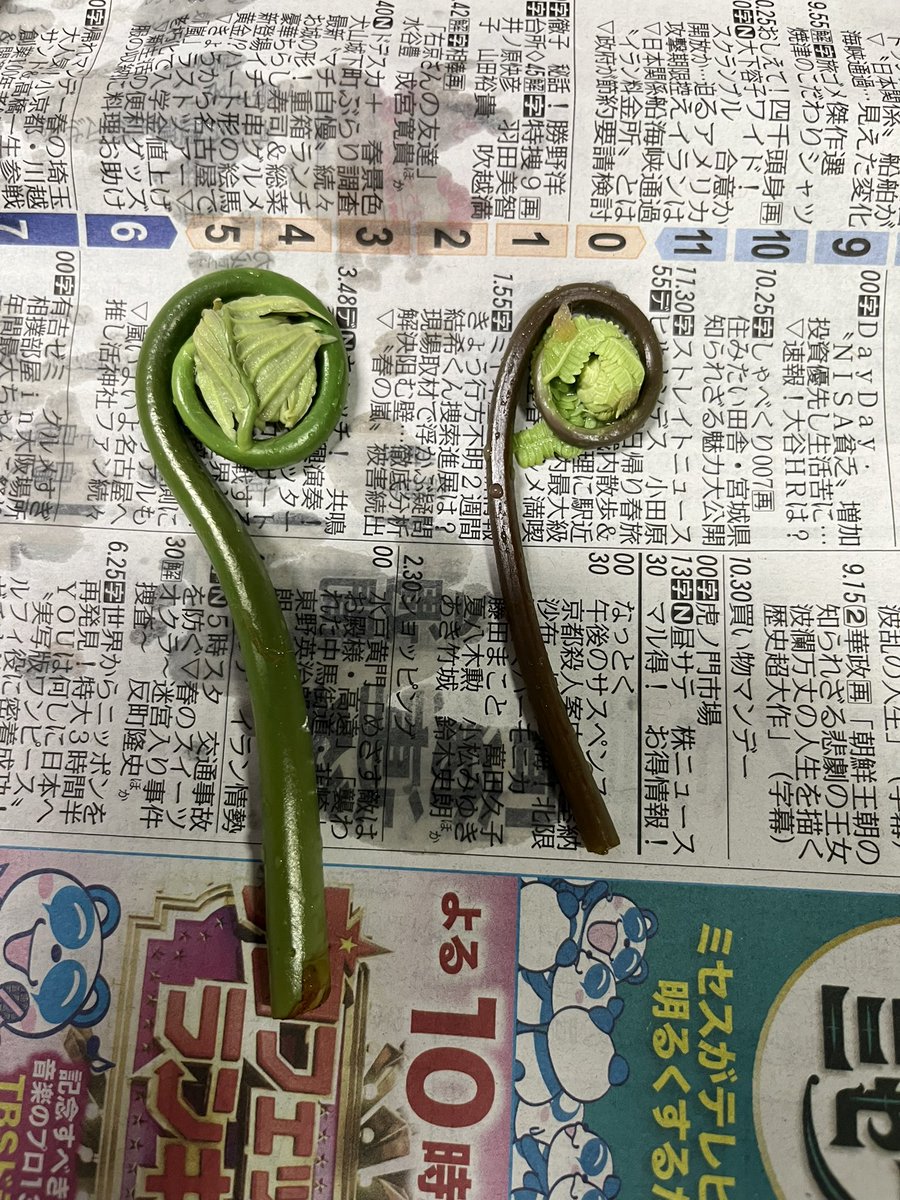 aksイクラ和え tweet media
