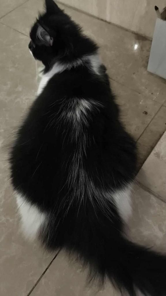 Hanasaki Haruto/花咲はると//7月7日3周年 tweet media