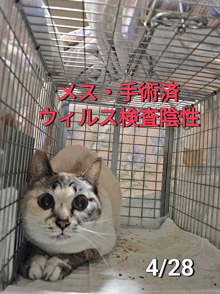 ちまきなころんINよねっこはうす🐾 tweet media