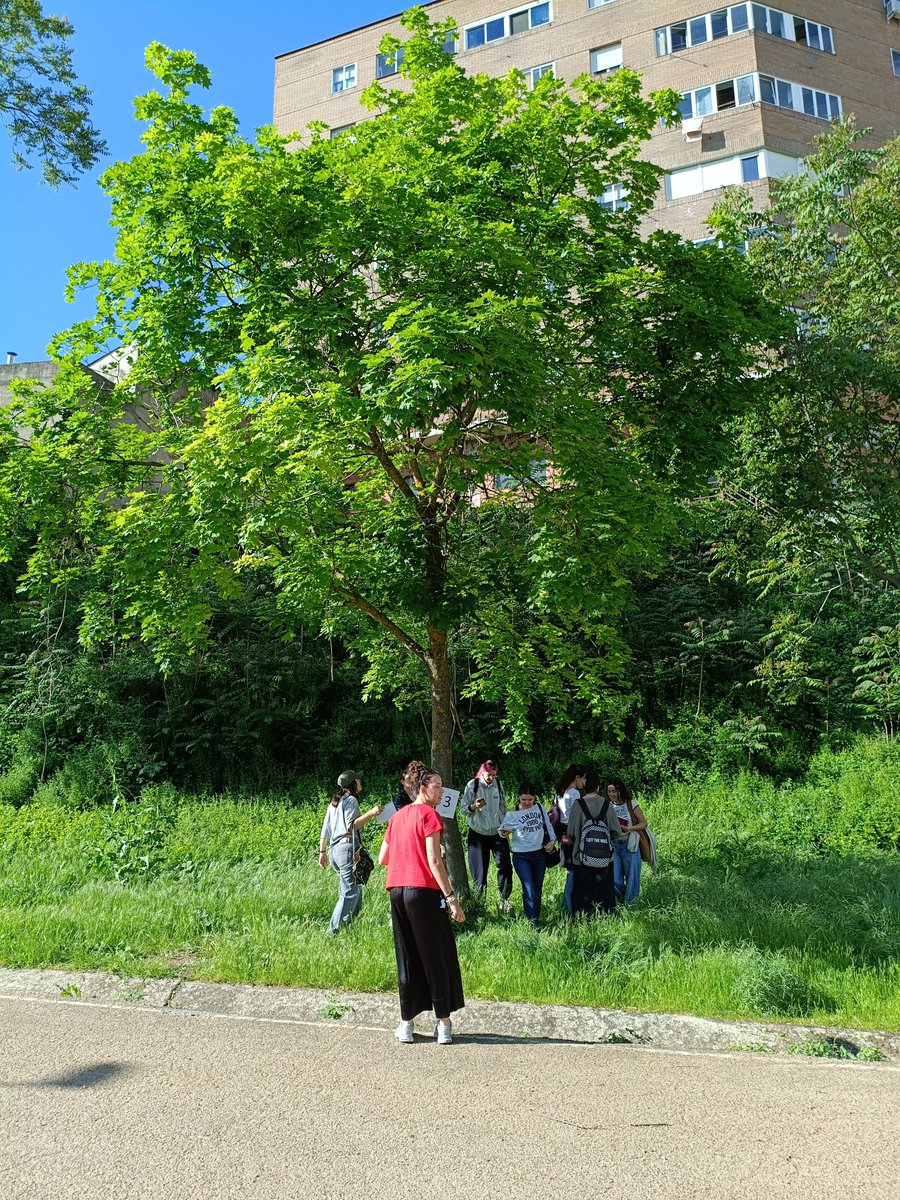 dicsytig's tweet photo. Uso de TIG, cuaderno de campo, dibujos, fotos, aire libre en salida didáctica reconocimiento arboles parque urbano Alamín #Geografia Grado E.Primaria @FacEducacionUAH @vilar_la https://t.co/YxJvVgqgY6