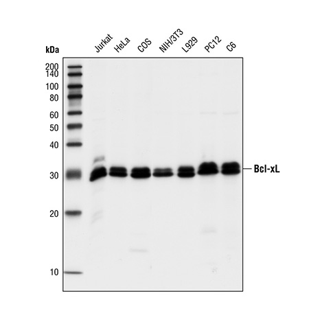 Cell Signaling Technology tweet media