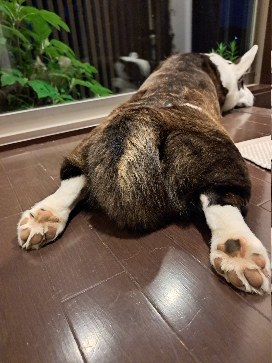 HanakumaFamily's tweet photo. シッポ
オマタの下に入ってますよ～ https://t.co/y1ck9QqL2S