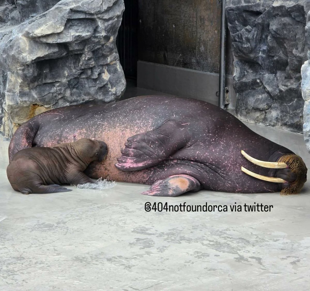 Walrus Network tweet media