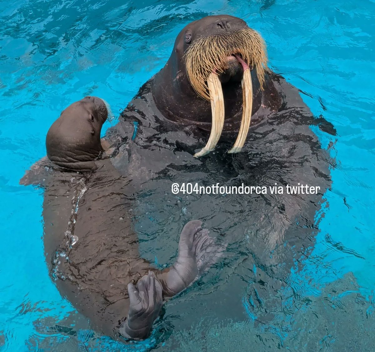 Walrus Network tweet media