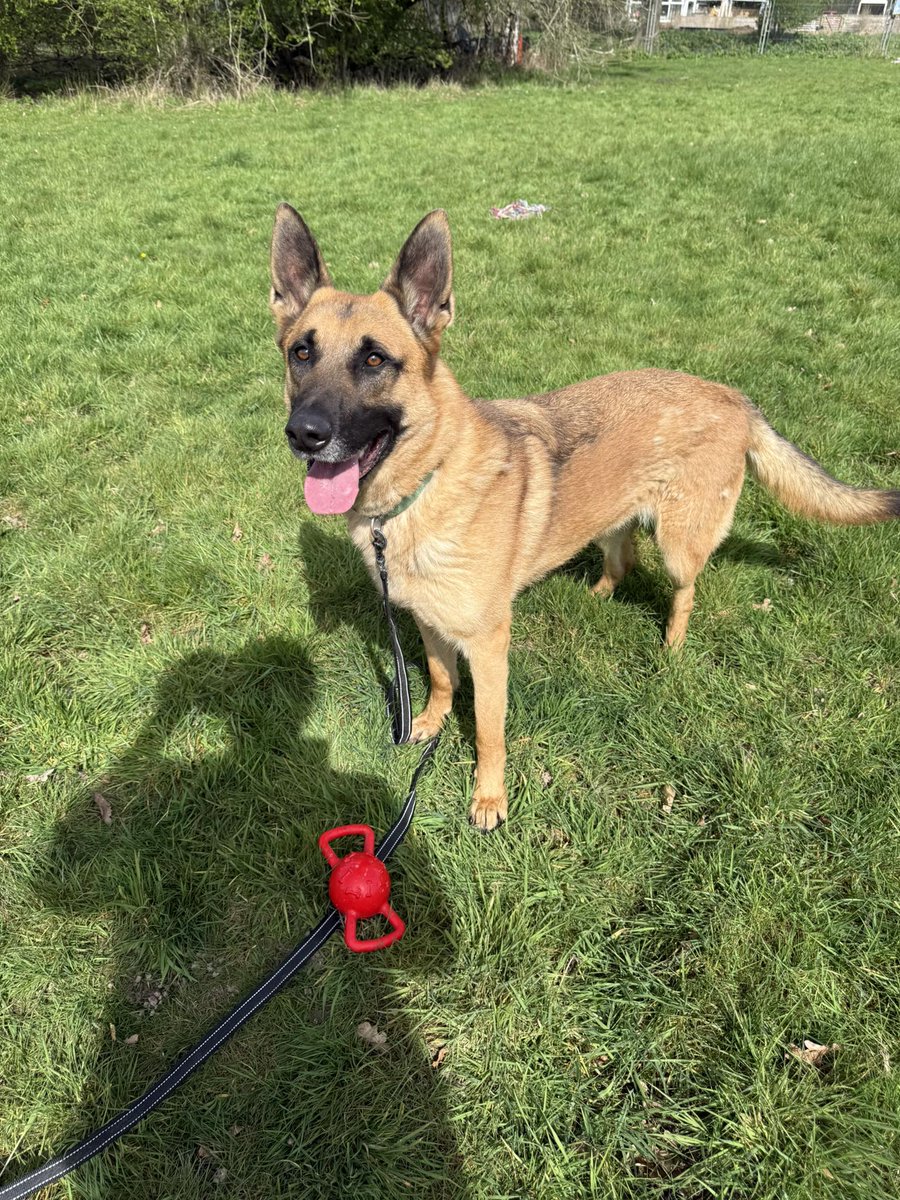 gsrescueelite's tweet image. Cooper is 3yrs old and he is a fabulous boy who can live with older kids and other #dogs. Cooper found a home where he thrived but sadly came back due to a change in circumstance
#germanshepherd #Essex 
gsrelite.co.uk/cooper-4/