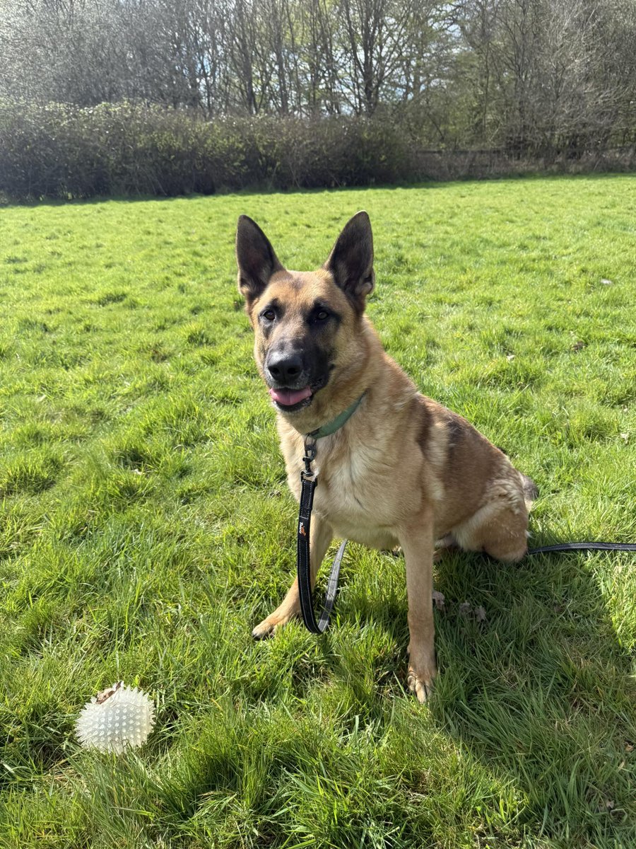 gsrescueelite's tweet image. Cooper is 3yrs old and he is a fabulous boy who can live with older kids and other #dogs. Cooper found a home where he thrived but sadly came back due to a change in circumstance
#germanshepherd #Essex 
gsrelite.co.uk/cooper-4/