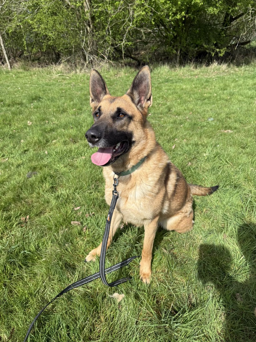 gsrescueelite's tweet image. Cooper is 3yrs old and he is a fabulous boy who can live with older kids and other #dogs. Cooper found a home where he thrived but sadly came back due to a change in circumstance
#germanshepherd #Essex 
gsrelite.co.uk/cooper-4/