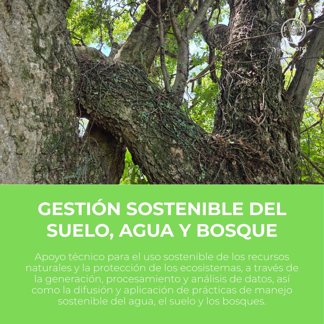 ✅Cooperación de la <a href="/FAO/">Food and Agriculture Organization</a> en #Paraguay 🇵🇾

📌GESTIÓN SOSTENIBLE DEL SUELO, AGUA Y BOSQUE:
🟢Servicios Ambientales
🟢Monitoreo Forestal
🟢Plantación de árboles
🟢Modelos agroforestales
🟢Gestión del suelo
🟢Alimentos del bosque

Más
👉fao.org/paraguay/notic…