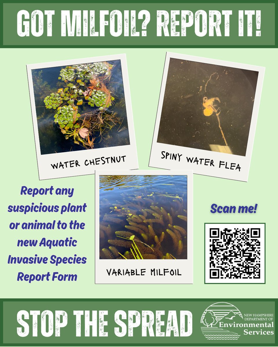 NHDES's tweet photo. With new infestations of aquatic invasive species (AIS) in New Hampshire last year, it's more important than ever to stop the spread. Keep an eye out for suspicious plants or animals while on waterbodies and report through the new AIS Public Report form! https://t.co/ULDNNCXUrq https://t.co/xDwChBkiwb