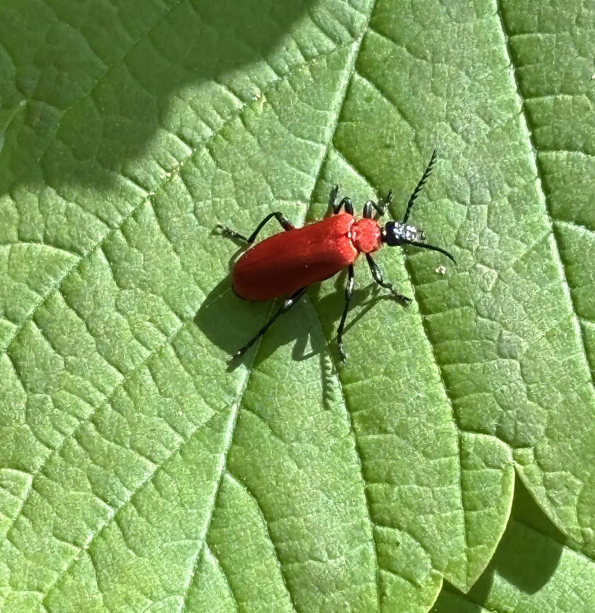 Lyn Edmonds tweet media