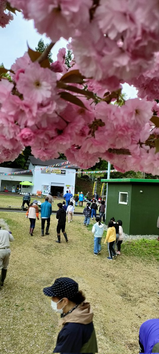 にゃんは昨日は十日町の桂こどもランドというゴーカートが遊べる所でゴミ拾いのボランティアをしてきたにゃ(=･ω･)♪桜がまだ咲いててきれいだったにゃ。