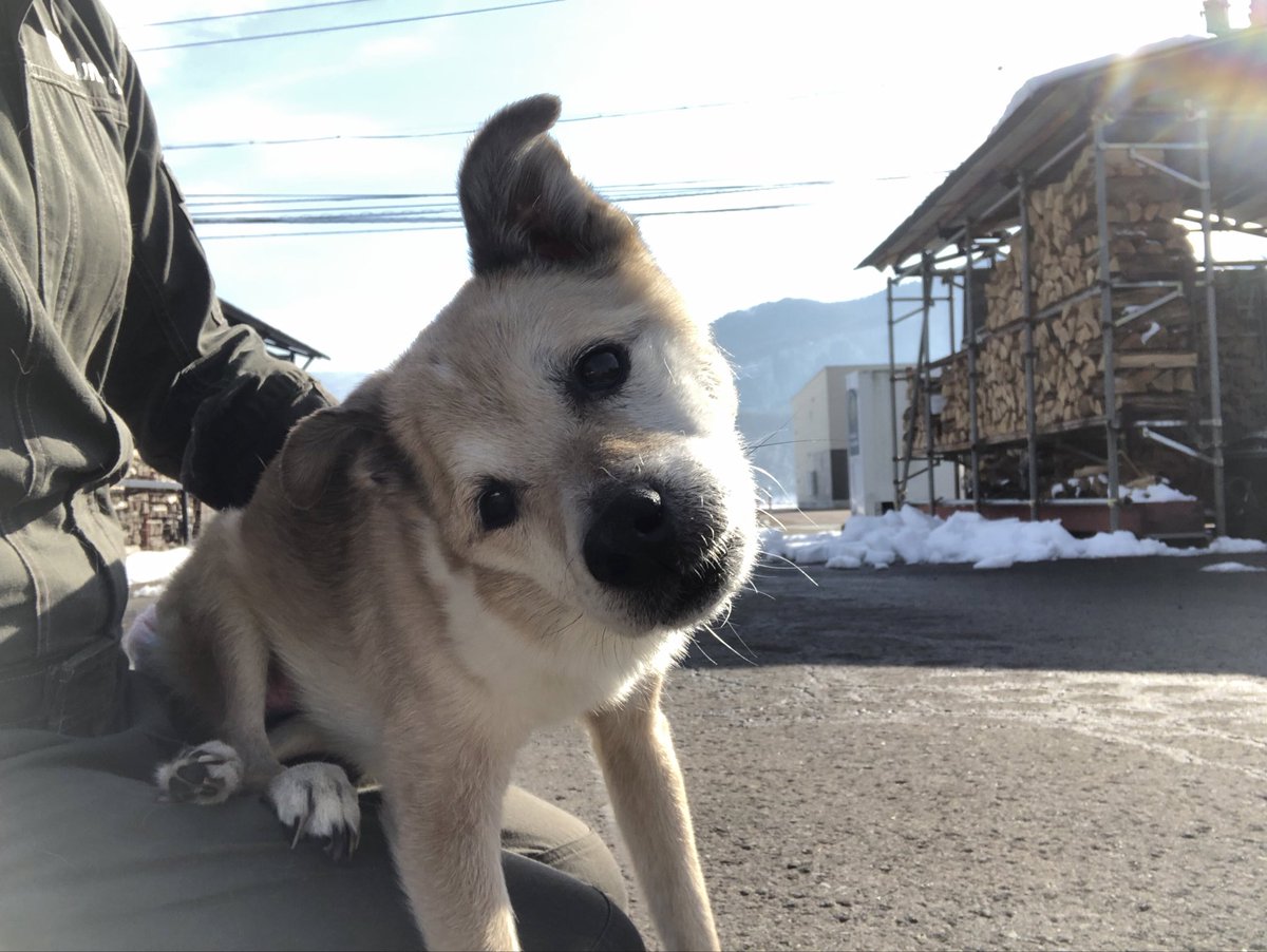 おじいちゃん犬 tweet media