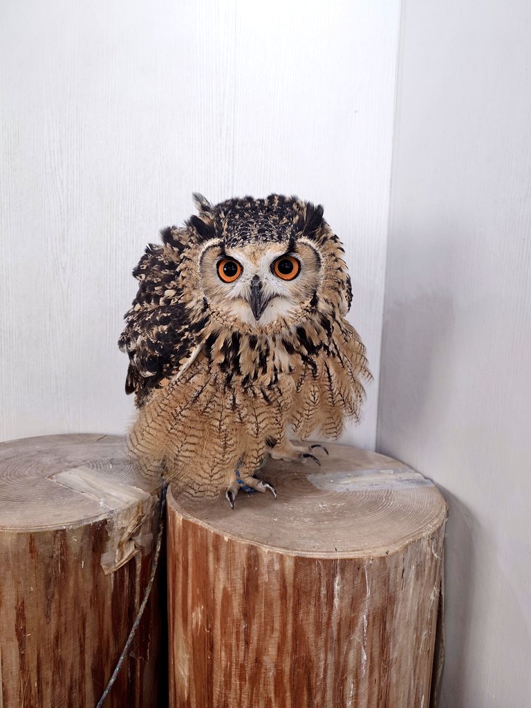 ふくろうの集うカフェQuill @中崎町🦉 tweet media