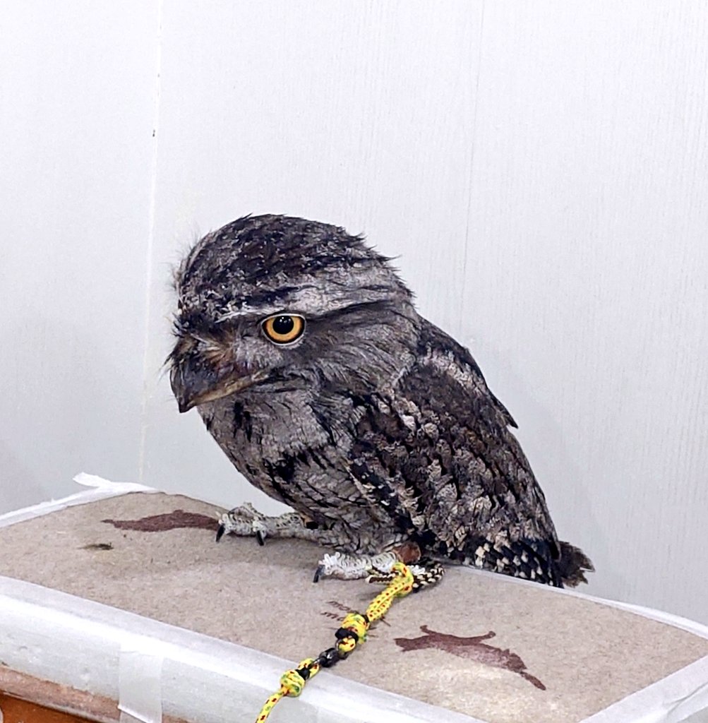 ふくろうの集うカフェQuill @中崎町🦉 tweet media