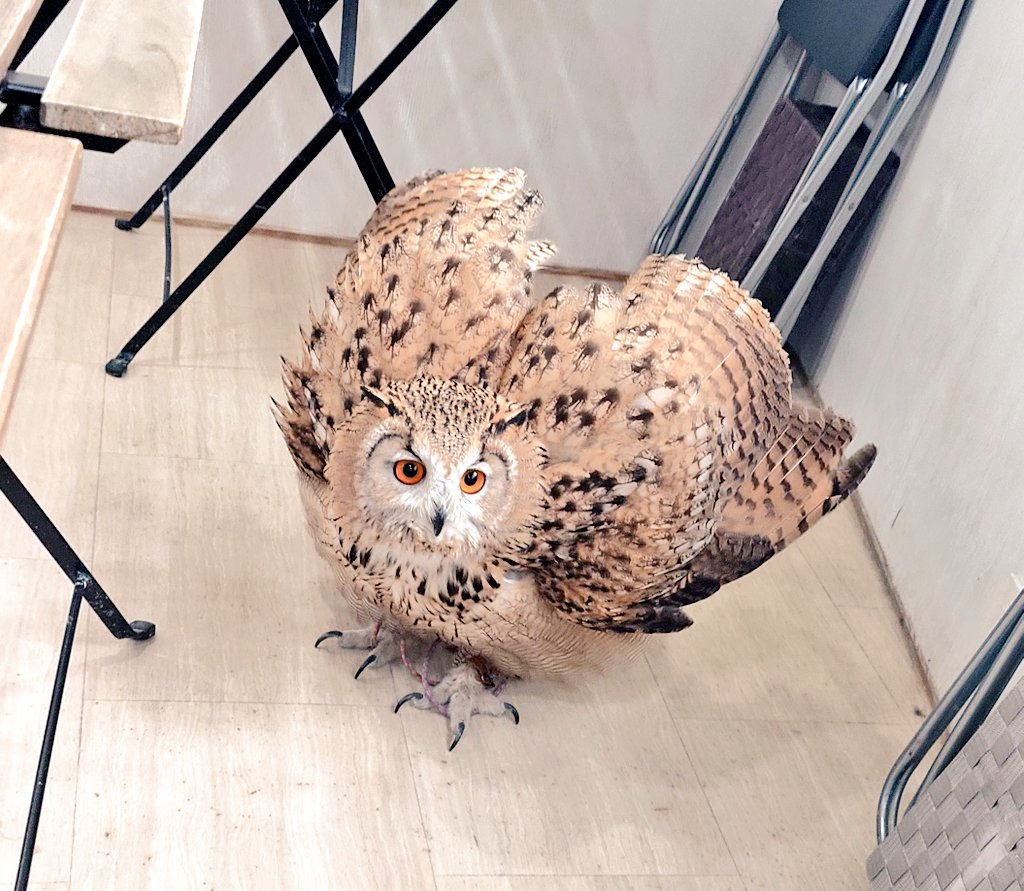 ふくろうの集うカフェQuill @中崎町🦉 tweet media