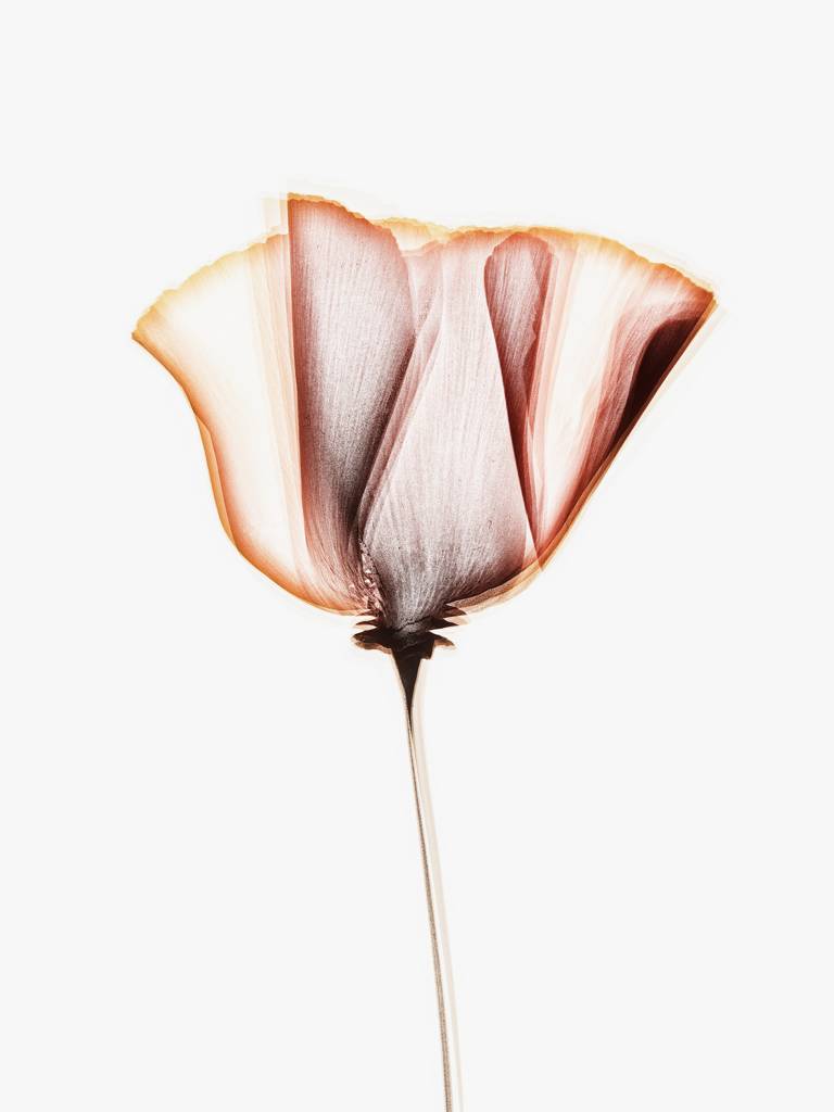 artlimitednet's tweet image. Simplicité by Gérard Breiner artlimited.net/39318
#still #color #photooftheday #photography #photographyislife #deco #colorful #colours #object #life #digital