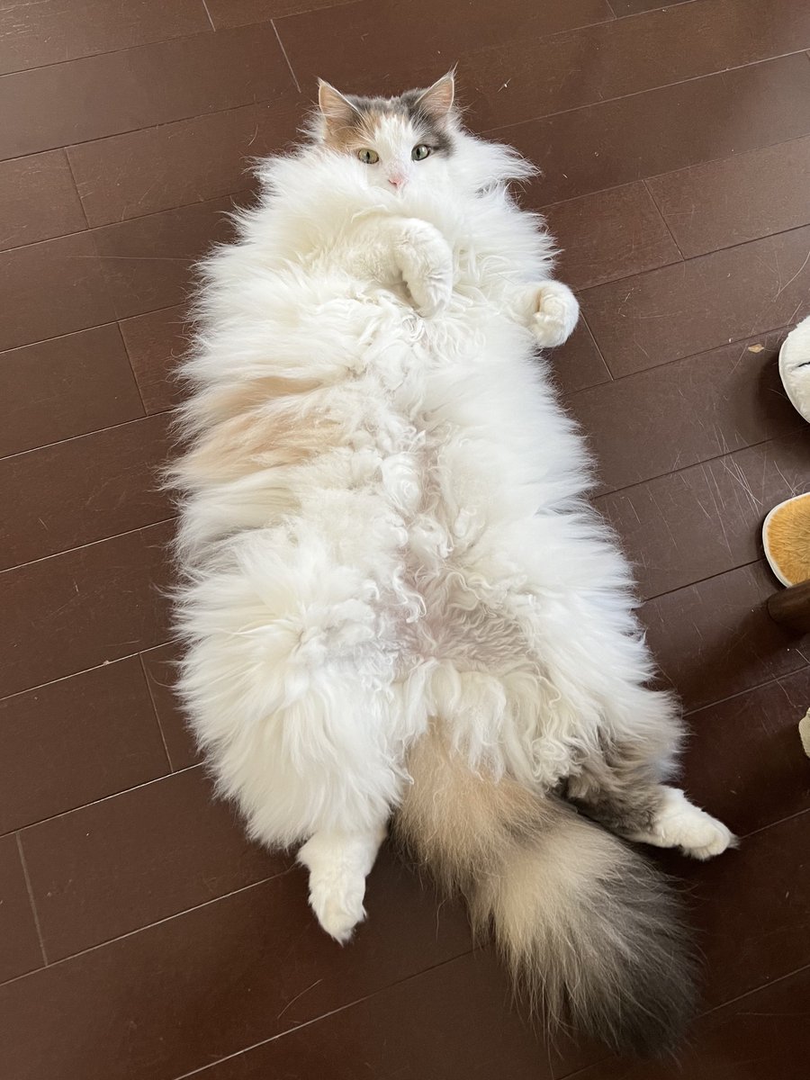モフモフ猫のきなこもち (@kinakomochi_an_) / Posts / X