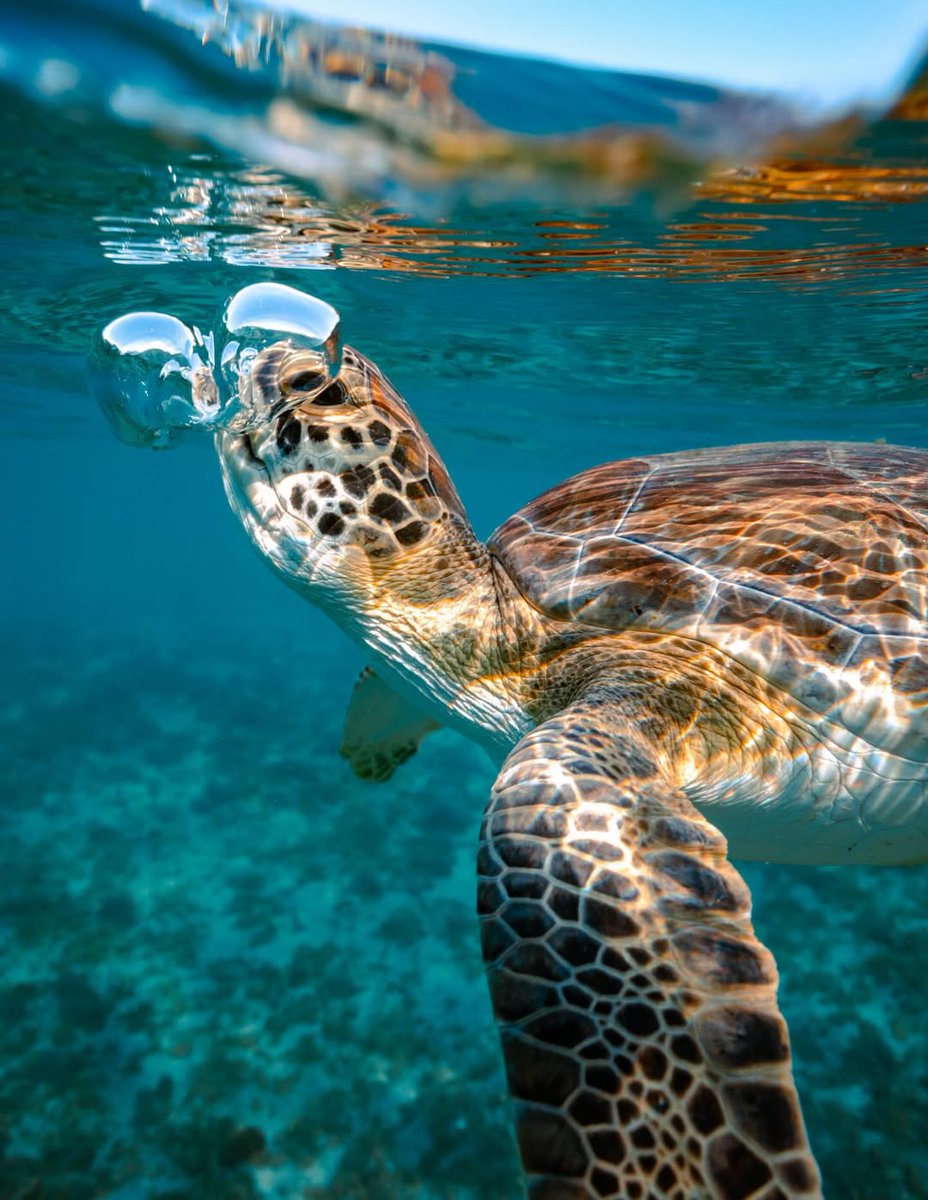 Sea Turtle Community tweet media