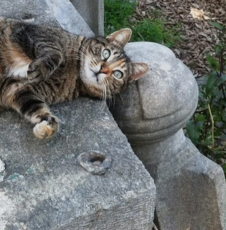 "İnsana dost olmak, fikre dost olmak, coğrafyaya dost olmak, tarihe dost olmak, kendi vücûduna dost olmak, komşuya dost olmak, gibi kademe kademe, ama entegre bir bütün içinde bütün dostluklar söylenmeye mecbûrdur."

| Fethi Gemuhluoğlu

#MedeniyetimizinSessizTanıkları