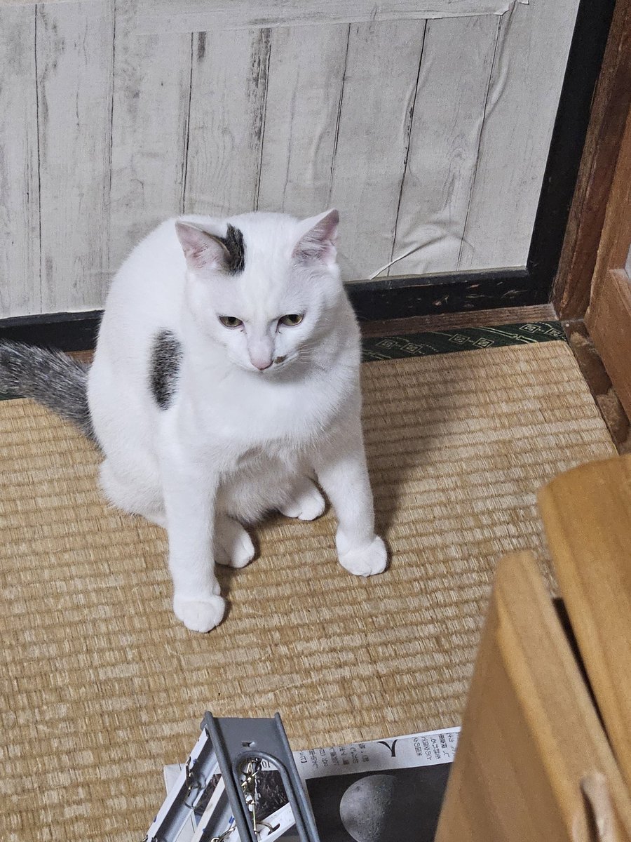 てんすた tweet media