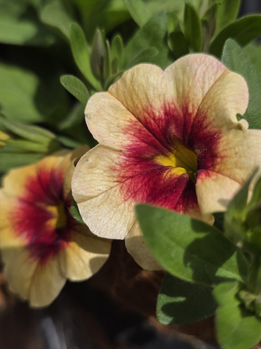 Rachael67947693's tweet image. Good morning all! Another beautiful day for gardening. I will be potting on today, the greenhouse is over flowing! 
#garden #nature #flower #plant
