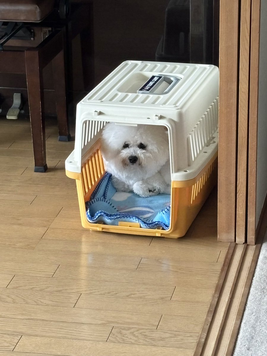 ふうさん(お麩) tweet media
