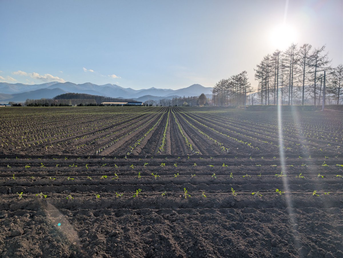 sunpei2980's tweet photo. 歴代最速タイ
4月中に植え終わり
芋蒔きでトンデモナイ怪我したので今年はまったく運転手要員。
大きく育ってくれい https://t.co/BQItQrN5lQ