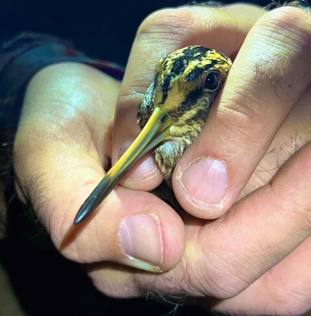 RingersWm's tweet image. Incredible news 🌍✨

A CTT-tagged Jack Snipe, sponsored by @ZEISSBirding from our Odyssey project has reached Russia 🇷🇺 the furthest live-tracked Jack Snipe migration ever recorded from the UK!

Small bird, extraordinary journey 💚🐦📡

#BirdMigration #Conservation