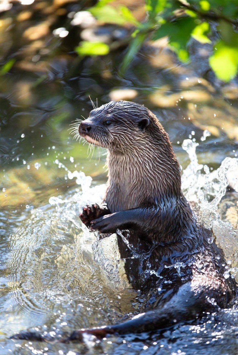BrainFactsX's tweet photo. Nature’s ultimate water ninja just dropped in! 🦦
Meet the Smooth-coated Otter (Lutrogale perspicillata), also known locally as water dog a sleek powerhouse with ultra-dense waterproof fur that traps a layer of air for perfect insulation, fully webbed feet, a strong flattened tail that acts like a rudder, and the ability to completely seal its ears and nose underwater. Its highly sensitive whiskers detect the tiniest fish movements in murky rivers.
Evolution basically built a furry submarine that’s faster and cuter than any machine 😂
What’s the coolest animal adaptation you’ve seen? Drop it below!
Nature’s most stylish aquatic athlete ✨