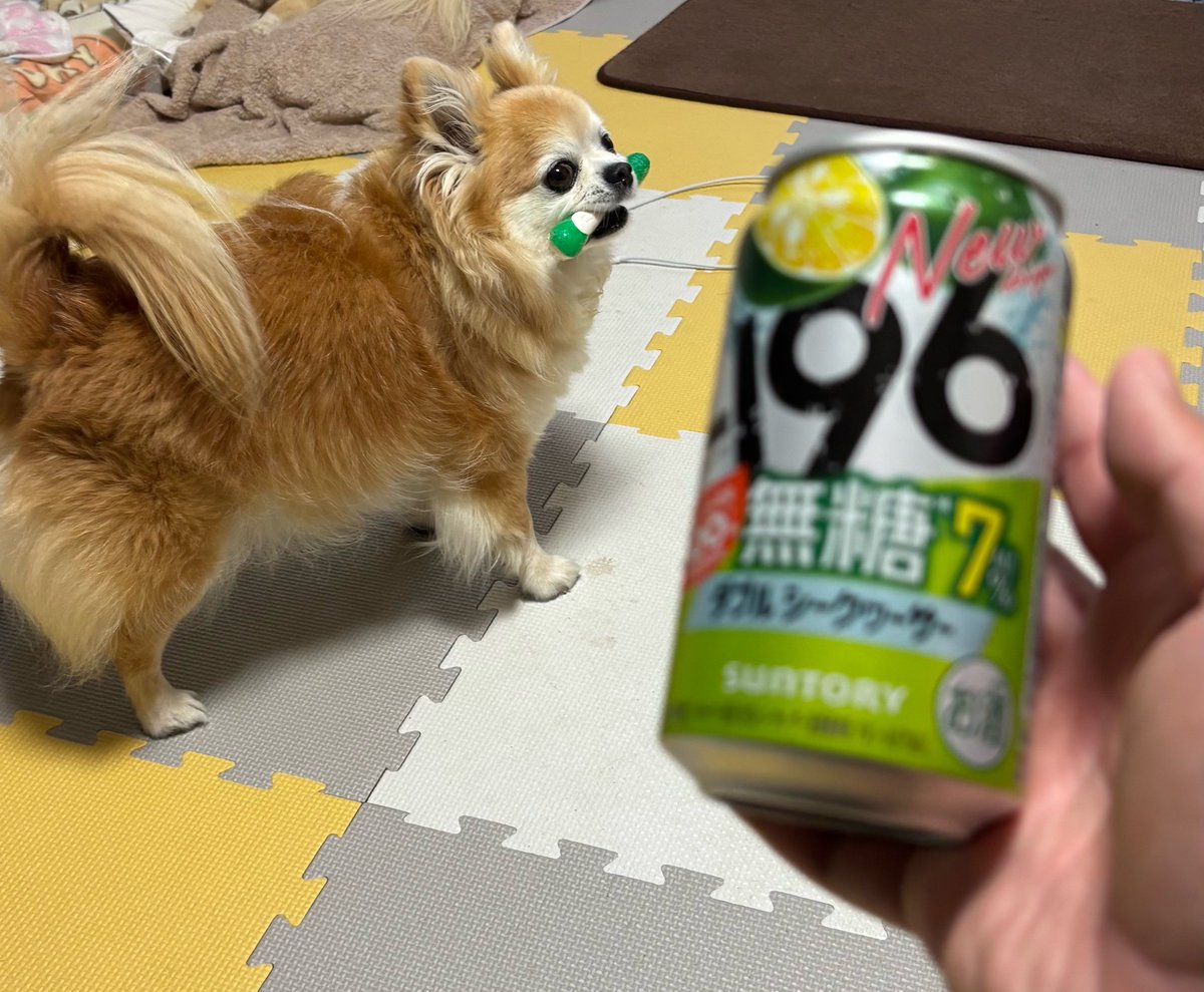 チビ＆ココ tweet media