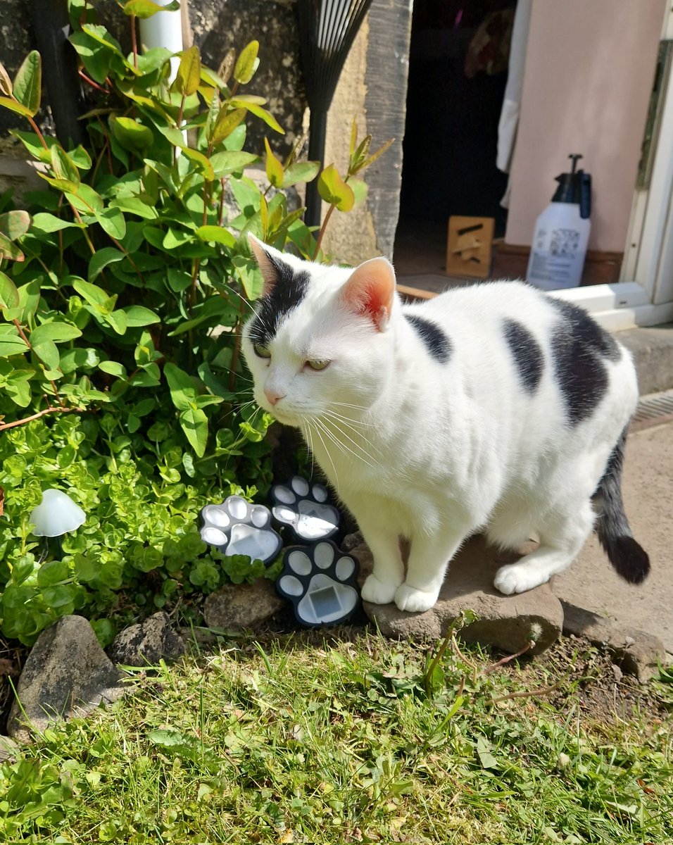 Captn_Panda's tweet image. OhHai Garden Keetz 🐾✨️

#CatsOfX #CatsOfTwitter #HouseCat #AltGirl #CatsLovers