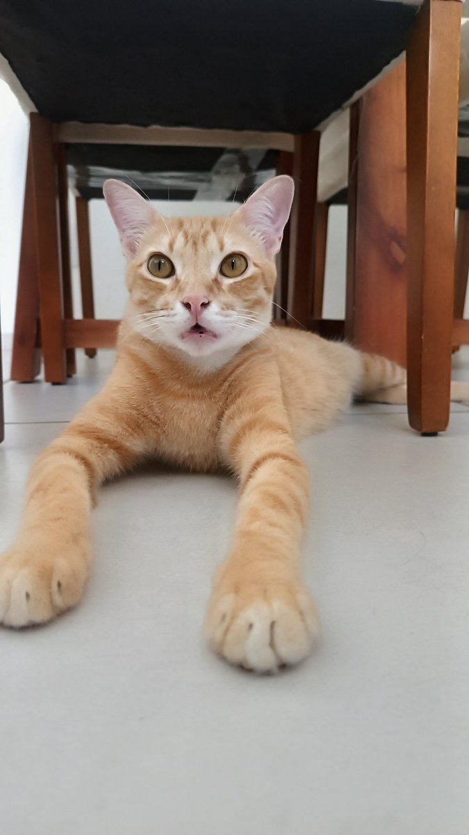 Daniloxfontes's tweet photo. @browserpplub Simba https://t.co/GzqBnoYovj