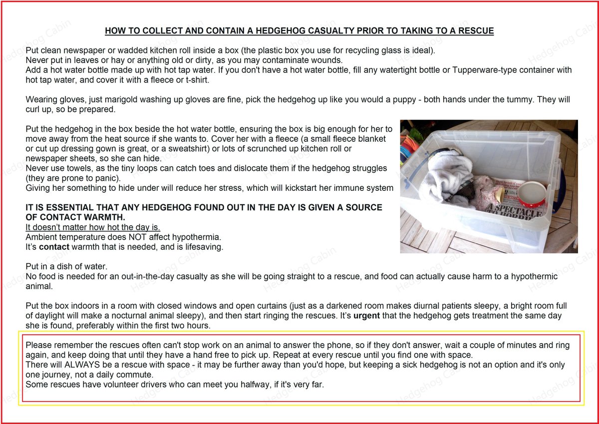 Hedgehog Cabin tweet media