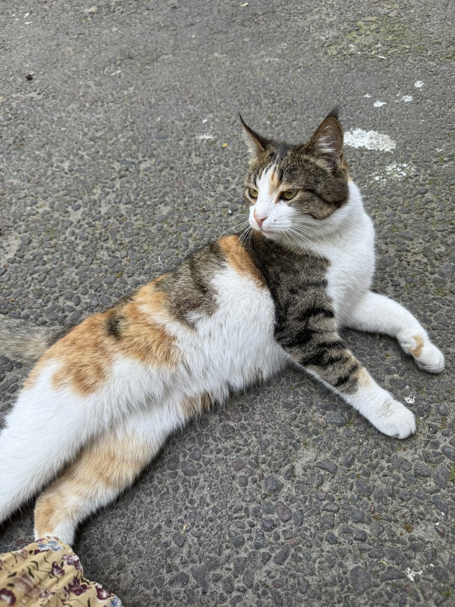 ウズベク猫、人懐っこい
バックパックに詰めて連れて帰ってやる😠